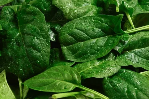 Fresh spinach leaves